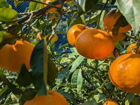 衝撃の甘さ「甘平約3㎏ 」「愛媛県産」