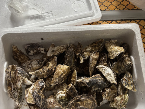【水産庁補助事業　送料無料】🦪 生食用４ｋｇ 殻付き 牡蠣 （28〜55粒）牡蛎 殻付き牡蛎 kaki カキ 松島牡蠣屋 BBQに最適🔥 海産物 オイスター 😋生牡蠣