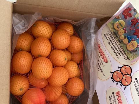 ❮中キズあり❯3Lサイズきんかん(1㎏)　カブッと！