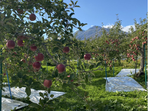 ”紅りんご好き” 特別栽培「ふじ」Ａ品・3㎏