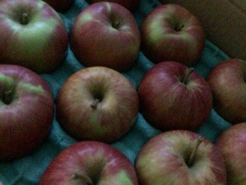 終わります！甘い夏りんごですよー！サンつがる 3キロ箱　７〜15玉 商品ID44867 長野県 信州 安曇野 リンゴ 幻 幻のリンゴ 予約 希少 旬