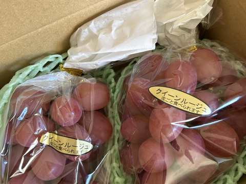 【別倉庫からの配送】 希少品種 クイーンルージュ 約800g(2～3房程度)：長野県産の フルーツ