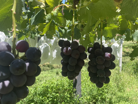 濃厚な甘さ！朝どれ直送＜種なし巨峰 約700g＞たべきりサイズ（350g×2房）