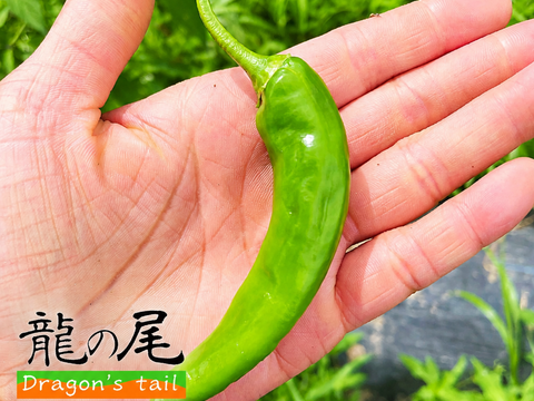 【8月上旬お届け】【朝どれ】収穫当日出荷 青唐辛子「龍の尾」1kg 栽培期間中農薬不使用