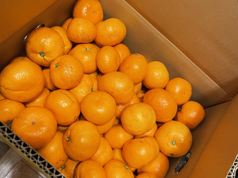 【訳あり】濃厚なコクと酸味がおいしい！有田みかん★早生★自家製堆肥栽培★大満足10kg★和歌山