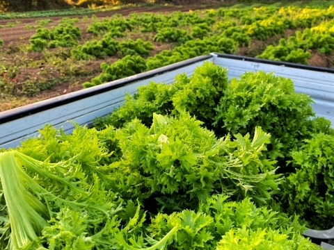 クセがあるから癖になる美味しさ！　大人な わさび菜！200g×４袋