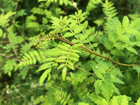 【春の味覚】山椒の新芽 山椒の葉　大容量1000枚以上　自然農法栽培 天ぷら　今年も新芽の季節になりました。香りの良い新芽を，サービスでその日に採れた季節の野菜と共にお入れしてお届け致します