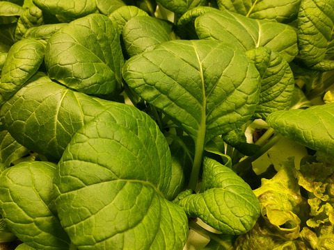 農薬、化学肥料不使用　サニーレタス、小松菜、ほうれん草セット