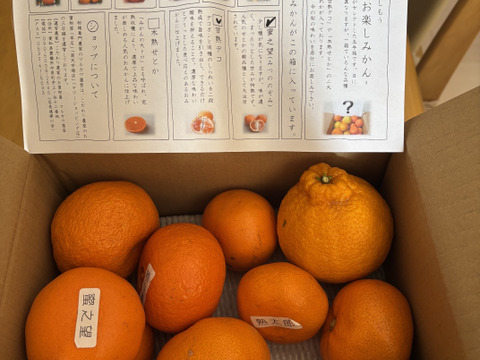 【正規逆輸入品】 柑橘食べ比べ】甘～いみかん！お手頃価格で食べきりサイズ！旬の 果物