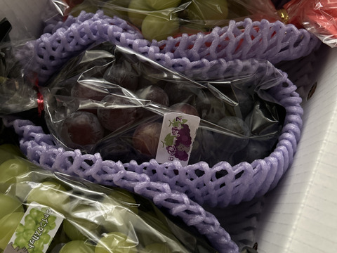 ※終盤になっておりますのでシャインのみになる場合がございます。お買い得!まるせい果樹園のぶどう　シャインマスカットと黒ぶどうor赤ぶどう　房の詰め合わせ(2~4房)  ob1