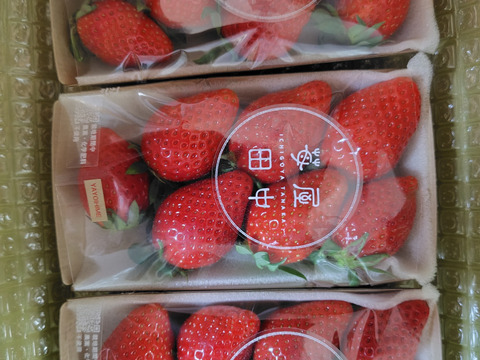 農薬・化学肥料不使用　苺　3パックセット