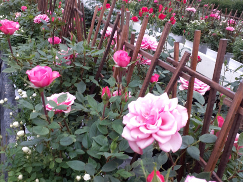 元気を与え、心を明るくするピンクのバラ5号鉢　農家直送