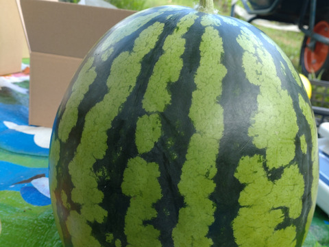 【単品🏣ゆうパック】スイカ🍉大玉🍉８キロサイズ☆大玉☆Ｌサイズ☆農薬、除草剤、化学肥料不使用🏣ゆうパック100サイズで発送☆