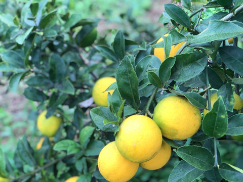 せとうち周防大島　マイヤーレモンマーマレード