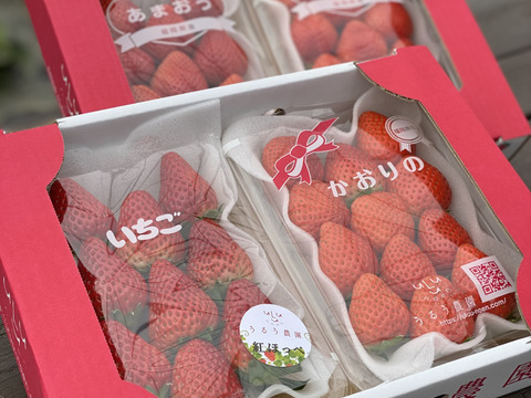 人気いちご３種食べ比べ あまおう かおりの 紅ほっぺ サイズ色々 福岡県産 食べチョク 農家 漁師の産直ネット通販 旬の食材を生産者直送