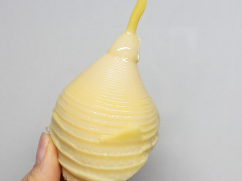 自然の恵み！アクの少ない天然たけのこ（5本〜）