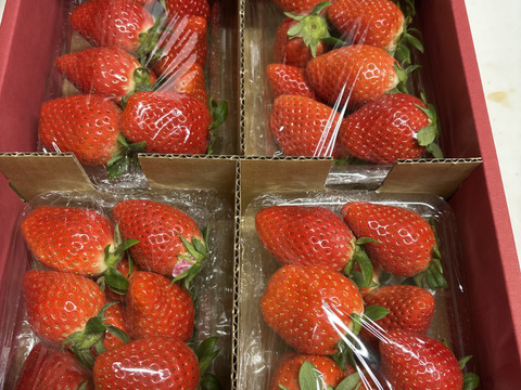 【群馬県いちご品評会【金賞🥇】受賞やよいひめ】こだわりの栽培で味が濃すぎるいちご  約280ｇ4パック【冬ギフト】【バレンタイン、お彼岸】