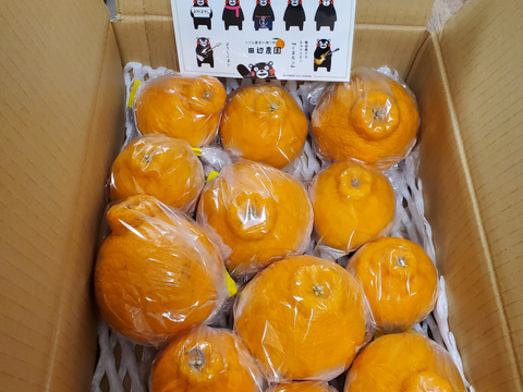 超人気新品 不知火デコ柑3k以上入ってます、サイズコミコミB品小玉多めに 果物