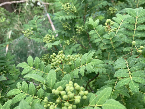 天然　実山椒　500グラム　京都産