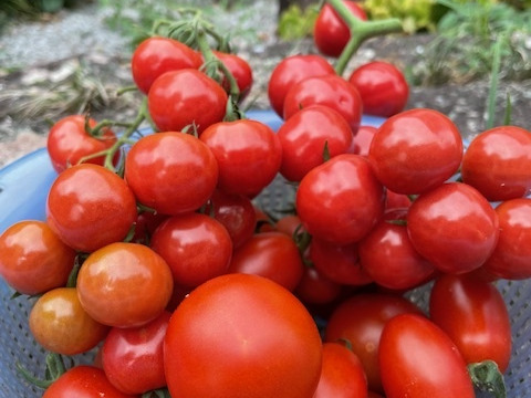 お米５kgとにんにく（※白）＆季節野菜セット