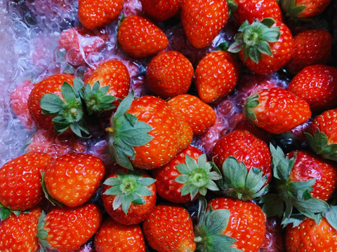 【加工用いちご】甘味と酸味のバランスが最高！ ❝おいCベリー❞（約1.6kg）