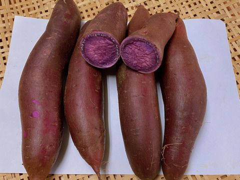 【日本一のさつまいも農家】甘みが強く、食味の良い紫芋!茨城県産さつまいも(ふくむらさき)5kg