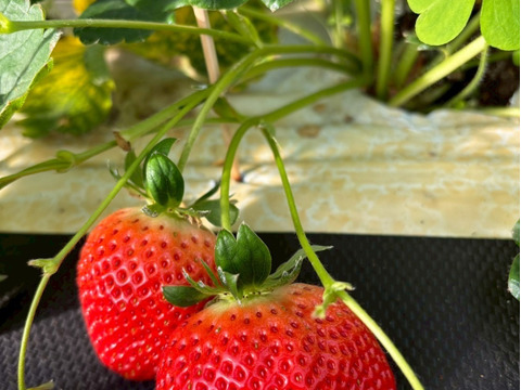 🍓日テレDayDay出演話題沸騰🍓【次世代イチゴの革命児】市場に一切出回ることのない糖度と旨味を緻密に凝縮したマッスルベリー【冬ギフト】【1月中旬予約】