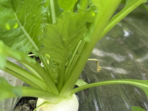 春限定｜梨みたいな甘さの安曇野サラダカブ・ラティーナ 1kg（葉付き5～８玉）