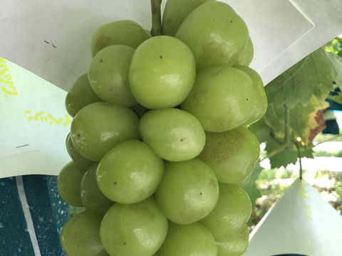【訳アリ】マスカサーティーン【農薬節減】皮ごと美味しいシャインマスカットの子供（2～3房入り）