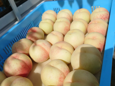 しいもも様 硬い！レア品種の極晩生】☆糖度15度以上☆『CX（シーエックス