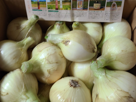 この時期にしか食べられない♪淡路島新玉ねぎ「とろ甘・極早生種」５kg