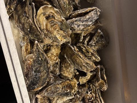 【期間限定10％値引き販売中】🦪 生食用４ｋｇ 殻付き 牡蠣 （28〜55粒）牡蛎 殻付き牡蛎 kaki カキ 松島牡蠣屋 BBQに最適🔥 海産物 オイスター 😋生牡蠣