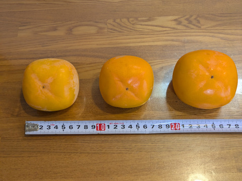 渋柿 平核無柿5.5kg：長野県産の平核無柿｜食べチョク｜産地直送(産直