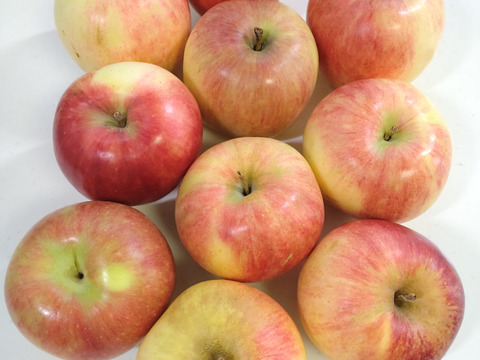 【家庭用】夏あかり 約2kg(7-16玉) シーズン最初のサッパリとした夏りんご 8月頃#NAN0B020