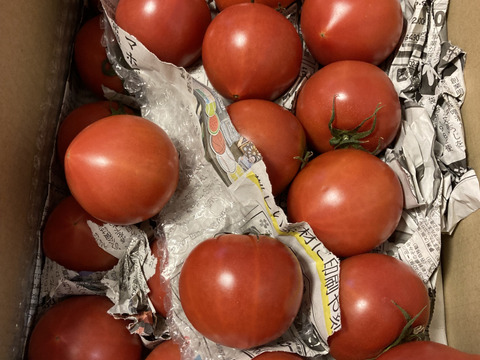 毎食トマト！バクバク食べちゃう栄ちゃんトマト　食べやすい小さめサイズ