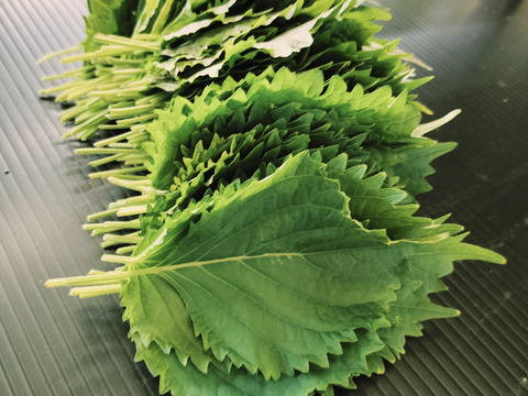 農薬、化学肥料不使用　青シソ（大葉）葉っぱ10枚程度