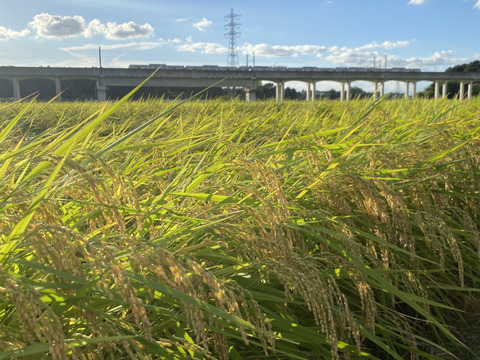 【令和6年新米】関東平野で育った美味しいコシヒカリ玄米10kg