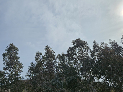 かわいいユーカリ(実付きポポラス)　100cm×3本