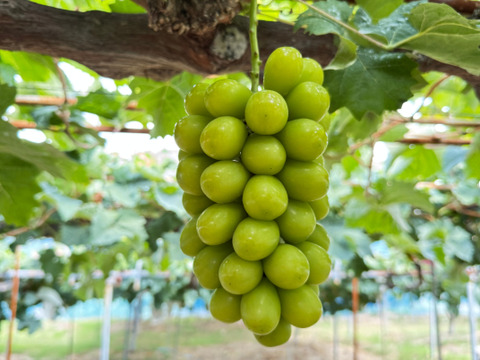 【芳醇な香り・あふれる果汁】家庭用シャインマスカット２房