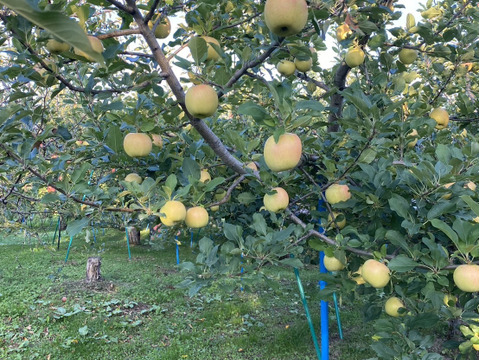 今が旬！特別栽培りんご『トキ（黄りんご）』Ａ品・3㎏