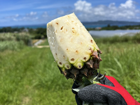 【希少】樹上完熟ピーチパイン2〜3玉🍑🍍(2kg〜)