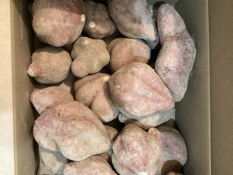 ＜訳あり・規格外＞taneco 熟成 種子島安納いも（生いも） 【Mサイズ以上・５kg】