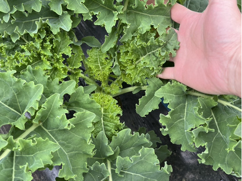 【京都丹波から直送】苦味が少なくて驚くほど食べやすい！『ケール』（カリーノケール）500ｇ