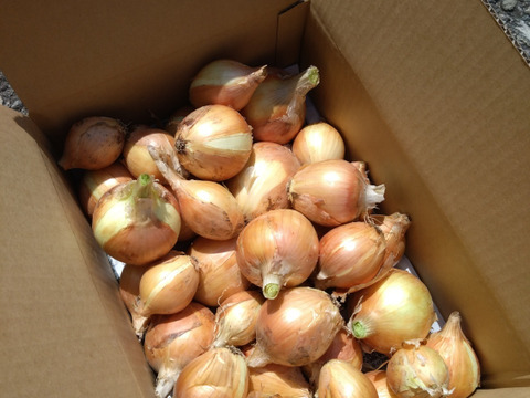 サイズ色々訳あり★新玉ねぎ★兵庫県但馬産【5キロ】