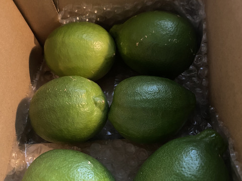 種がないジューシーレモン箱込約1㌔