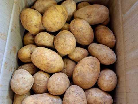 沖永良部島産じゃがいもミニサイズ　3キロ