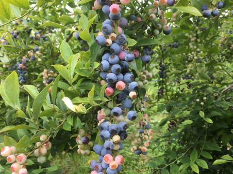 真空パック冷凍ブルーベリー(農薬肥料不使用・長期保存可)，（ラビットアイ系）250g単位.10袋まで同送料