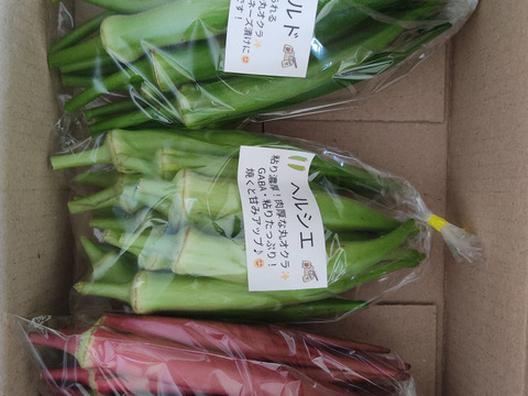 🌈珍しいオクラ4種食べ比べ 約500g～600g｜5品種から4種｜ダビデの星入り⭐｜農薬・化学肥料不使用🌈