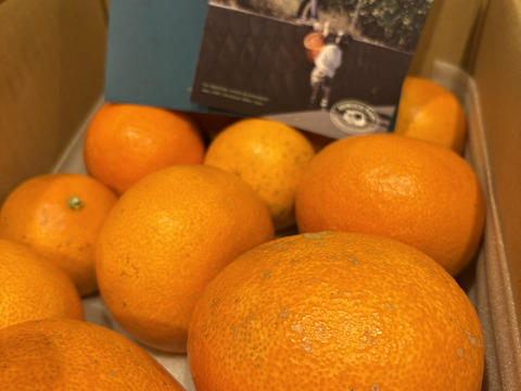 【訳ありだけど美味しさそのまま】まどんな 3kg 【ゼリーのようなプルプル食感】