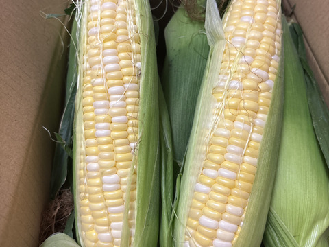 生でも食べられるとうもろこし（ドルチェドリーム）　6本入り　朝どれ